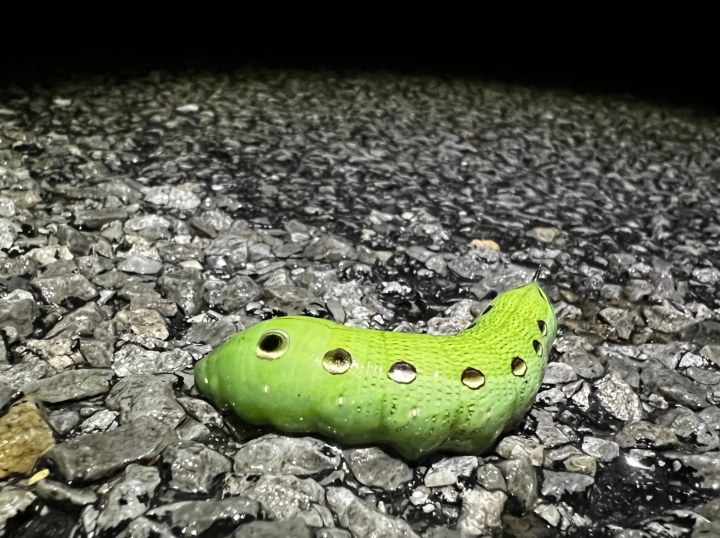 Tersa Sphinx Caterpillar